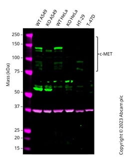 Abcam Human MET knockout A549 cell line, Quantity: Each of 1