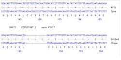 Abcam Human MALT1 knockout HCT116 cell line
