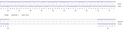 Abcam Human CASP8 knockout HCT116 cell line