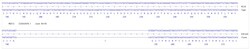 Abcam Human MED12 knockout HCT116 cell line