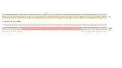Abcam&nbsp;Human CALR knockout HCT116 cell line