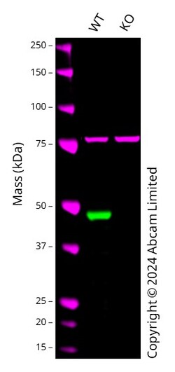 Abcam&nbsp;Human GATA1 knockout K562 cell line[C116]