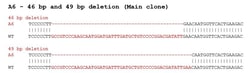 Abcam&nbsp;Human TP53 (p53) knockout Jurkat cell lysate.
