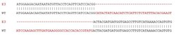 Abcam Mouse CCR2 knockout RAW 264.7 cell lysate.