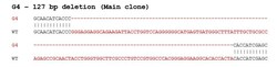 Abcam Human SYK knockout HEK-293T cell line
