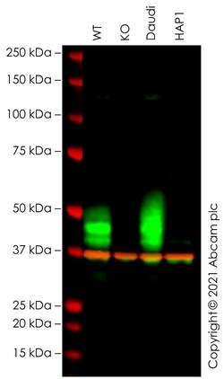 Abcam&nbsp;Human CD791 knockout Raji cell lysate.