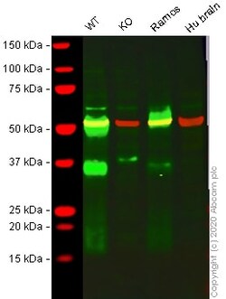 Abcam&nbsp;Human CD27A knockout Raji cell lysate.