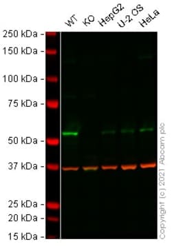 Abcam&nbsp;Human E2F1 knockout HEK-293 cell lysate.