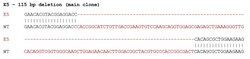 Abcam&nbsp;Mouse ARC knockout Neuro-2a cell lysate.