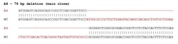 Abcam Human ERCC4 knockout HeLa cell lysate.