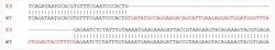 Abcam Human NLRP3 knockout THP-1 cell lysate.