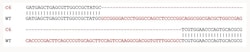 Abcam&nbsp;Human HOXA9 knockout HEK-293 cell lysate.