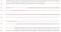 Abcam&nbsp;Mouse CD68 knockout RAW 264.7 cell lysate.