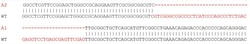 Abcam Human BMP2 knockout Caco-2 cell lysate.