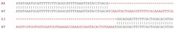 Abcam&nbsp;Human ADAM17 knockout K-562 cell lysate.