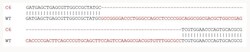 Abcam Human HOXA9 knockout HEK-293 cell line