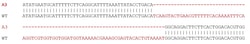 Abcam Human ADAM17 knockout K-562 cell line