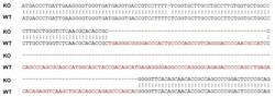 Abcam Human TMUB1 knockout HeLa cell lysate.