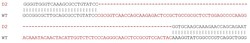 Abcam&nbsp;Human RANBP10 knockout HeLa cell lysate.