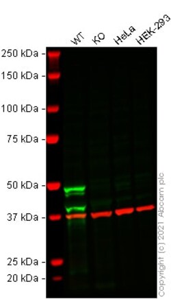 Abcam&nbsp;Human CASP1 (Caspase-1) knockout THP-1 cell lysate.