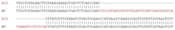 Abcam&nbsp;Human ATR knockout (hetero) A549 cell lysate.