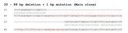 Abcam Human DVL2 knockout A549 cell line