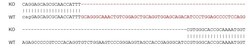 Abcam&nbsp;Human BNP knockout HeLa cell lysate.