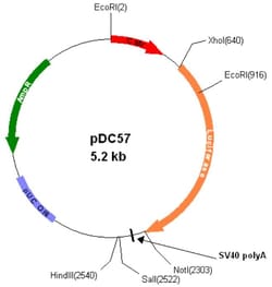 Abcam pDC57 Mammalian Luciferase Expression Vector.