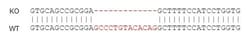 Abcam&nbsp;Human CD74 knockout Raji cell lysate.