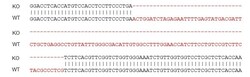 Abcam&nbsp;Mouse CX3CR1 knockout RAW 264.7 cell lysate.