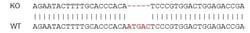 Abcam&nbsp;Human PDGFRB knockout SH-SY5Y cell lysate.