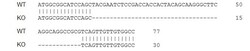 Abcam&nbsp;Human IL1B knockout THP-1 cell lysate.