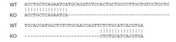 Abcam&nbsp;Human CCL3 (Macrophage Inflammatory Protein 1) knockout THP-1 cell lysate.