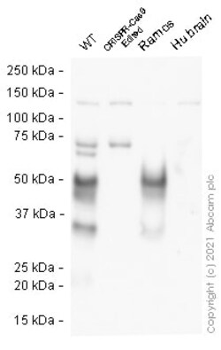 Abcam Human CD27A knockout Raji cell line