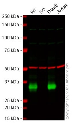 Abcam Human CD74 knockout Raji cell line