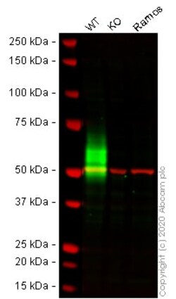 Abcam Human CD80 knockout Raji cell lysate.