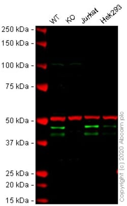 Abcam Human HNRNPD knockout U-2 OS cell lysate.