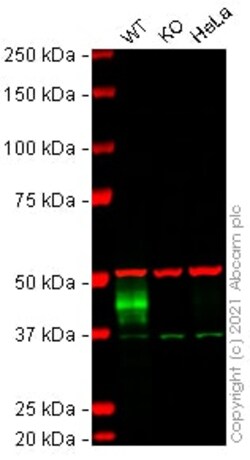Abcam&nbsp;Human CA12 knockout A549 cell lysate.