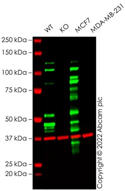 Abcam Human CDH1 (E Cadherin) knockout A-431 cell line