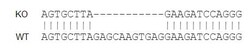 Abcam Human CSF3 knockout K-562 cell line