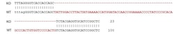Abcam Human TMPRSS2 knockout Caco-2 cell line