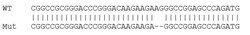 Abcam Human DIAPH1 knockout HCT116 cell line