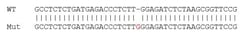 Abcam Human HK2 (Hexokinase II) knockout HCT116 cell line