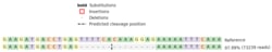 Abcam&nbsp;Human FYN knockout HEK-293 cell lysate.