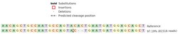 Abcam Human ACAT1 knockout SW480 cell lysate.