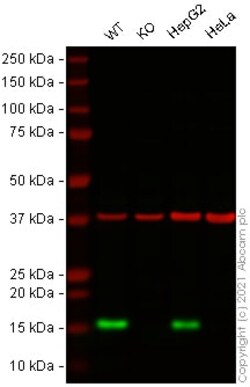 Abcam&nbsp;Human LYZ (Lysozyme) knockout THP-1 cell lysate.
