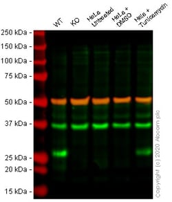 Abcam&nbsp;Human DDIT3 knockout SW480 cell lysate.