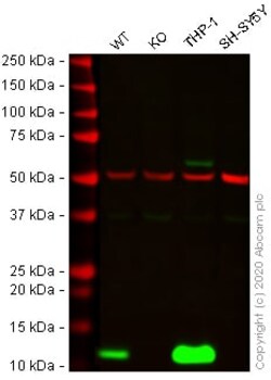 Abcam&nbsp;Human VAMP8 (EDB) knockout A-431 cell lysate.