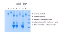 Abcam TCS Antibody Purification Kit (Gold/Europium labelling).