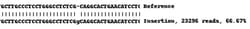 Abcam Human TMEM173 knockout THP-1 cell lysate.